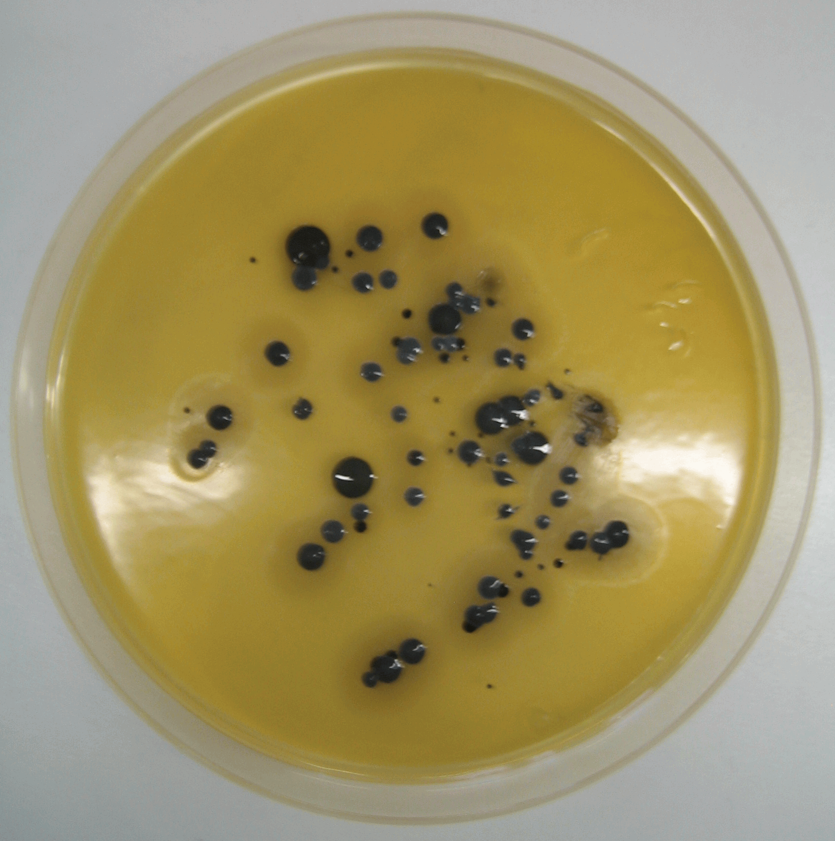 Стафилококк ауреус. Агар Байрд Паркера. S. aureus золотистый стафилококк. Зеленящий стафилококк.