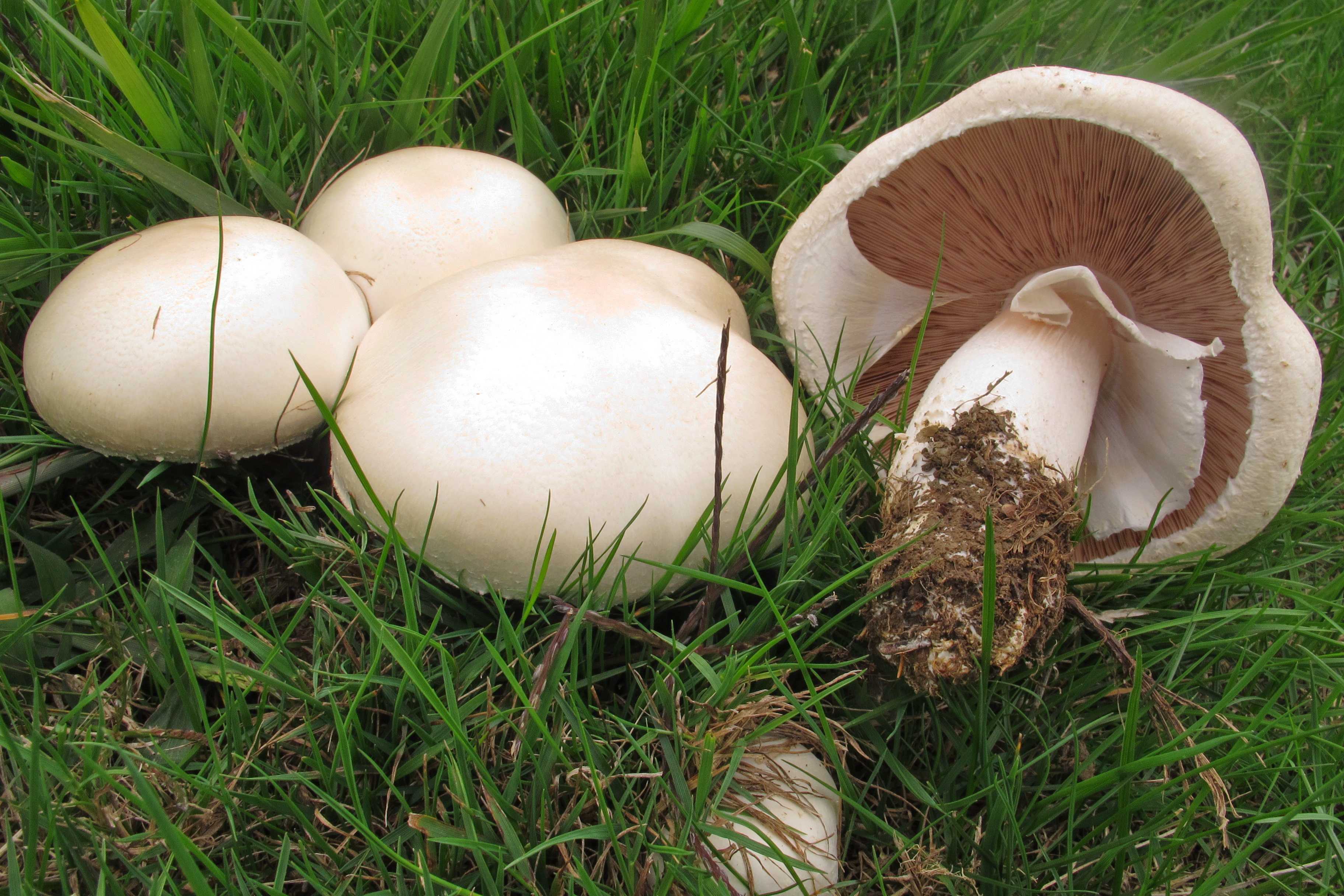 Шампиньон луговой фото. Шампиньон полевой Agaricus arvensis. Agaricus arvensis Schaeff. — Шампиньон полевой. Ложный Луговой шампиньон. Шампиньон Луговой Agaricus Campestris.