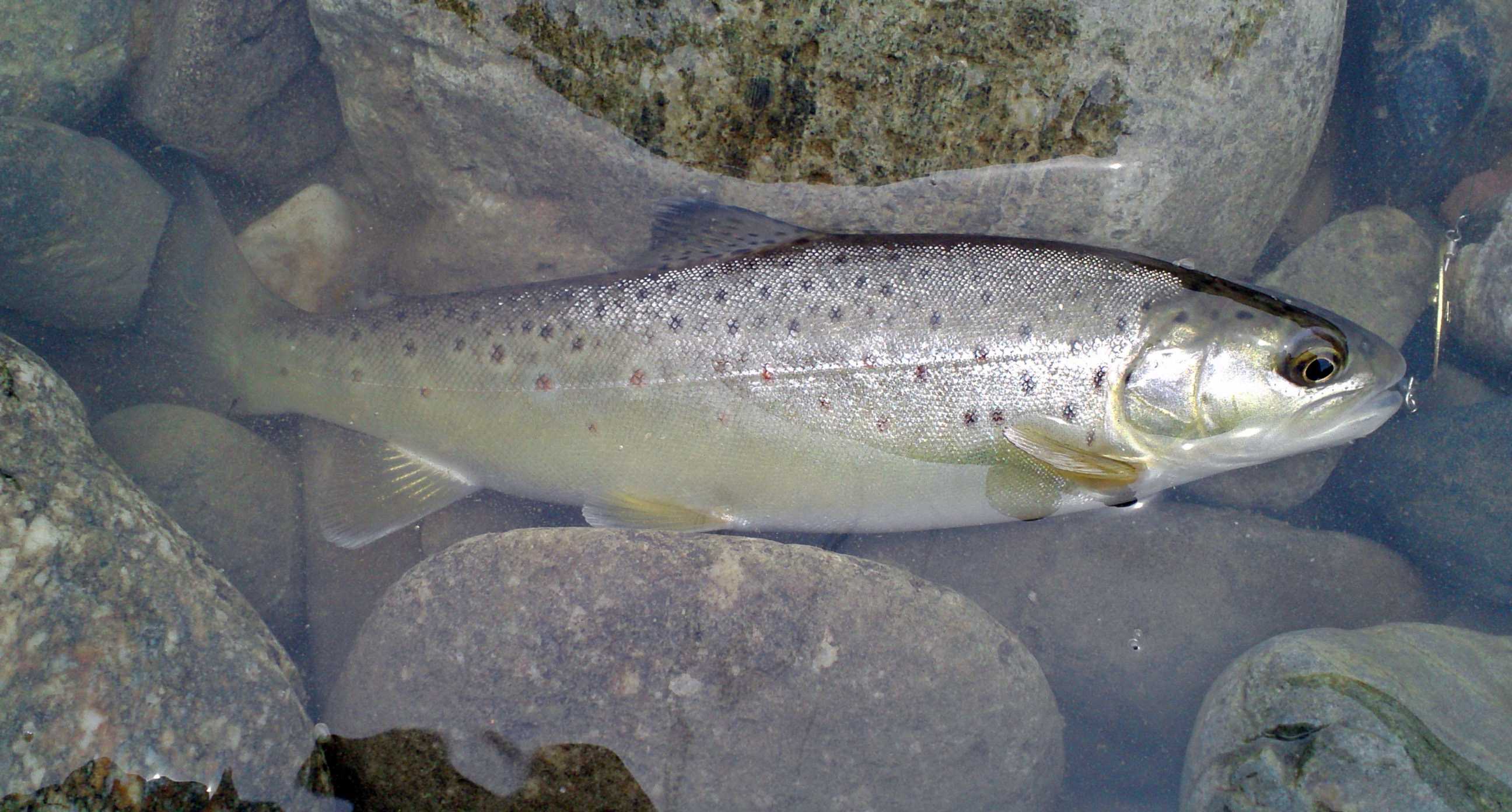 Белая форель что это за рыба. Salmo trutta trutta. Salmo trutta fario. Горно ручьевая форель. Горная форель.